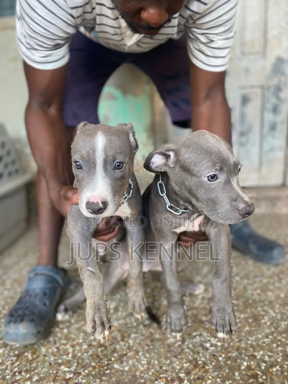 1-3 months Female Purebred American Pit Bull Terrier