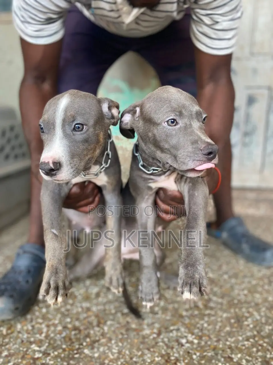 1-3 months Female Purebred American Pit Bull Terrier