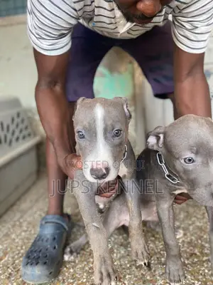 1-3 months Female Purebred American Pit Bull Terrier