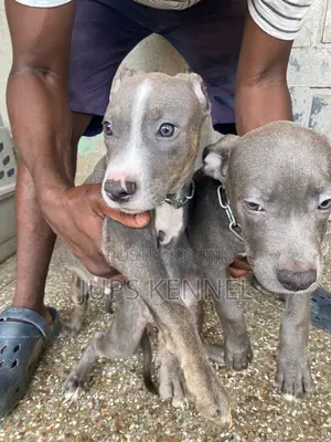 1-3 months Female Purebred American Pit Bull Terrier