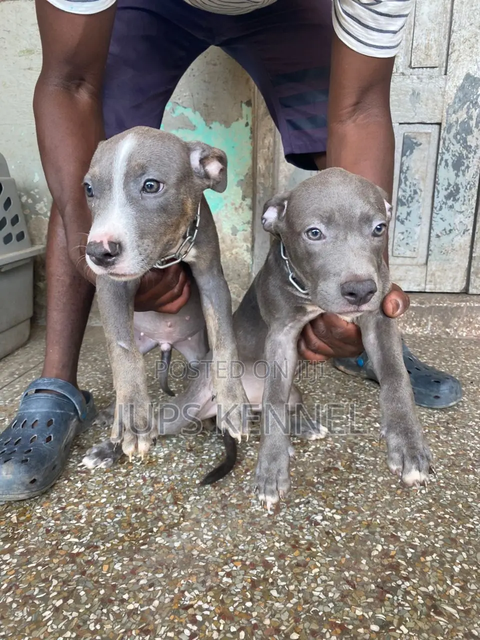 1-3 months Female Purebred American Pit Bull Terrier
