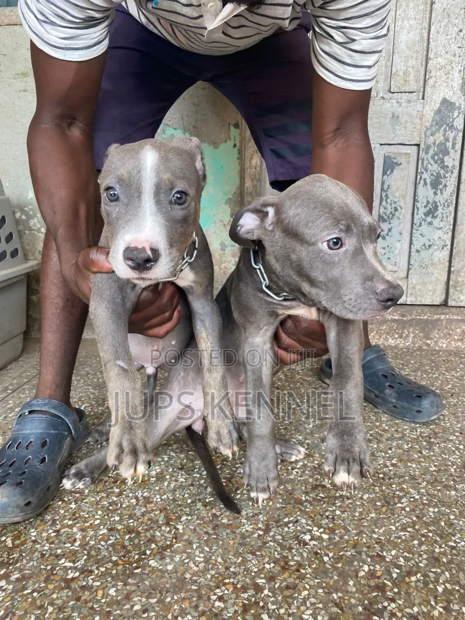 1-3 months Female Purebred American Pit Bull Terrier