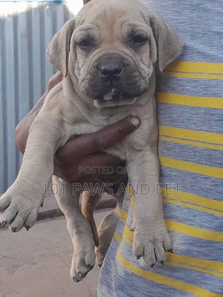 1-3 months Female Purebred Boerboel