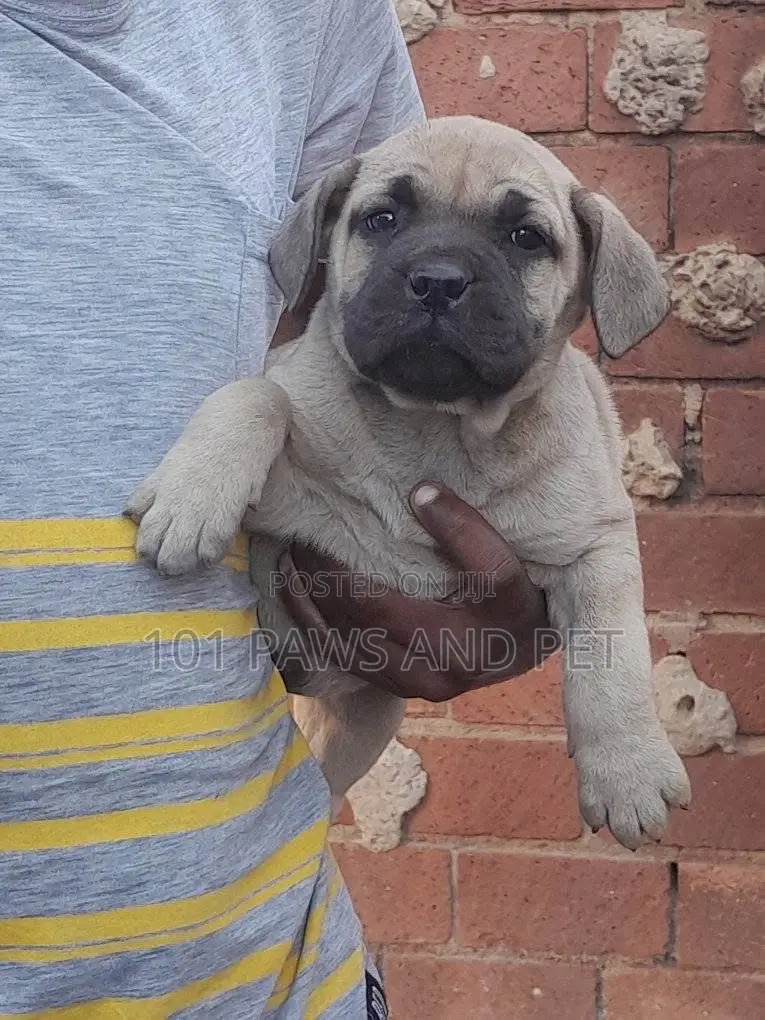 1-3 months Female Purebred Boerboel