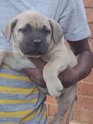 1-3 months Female Purebred Boerboel