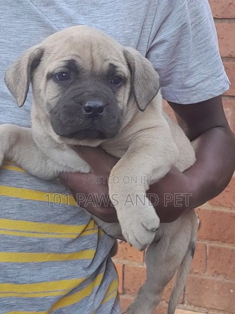 1-3 months Female Purebred Boerboel