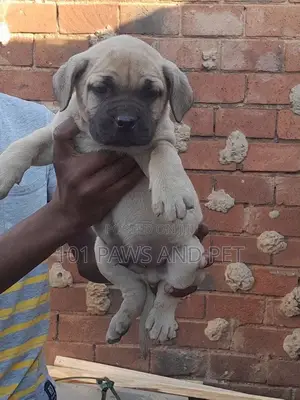 1-3 months Male Purebred Boerboel