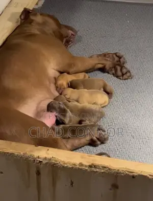 1-3 months Male Purebred American Pit Bull Terrier