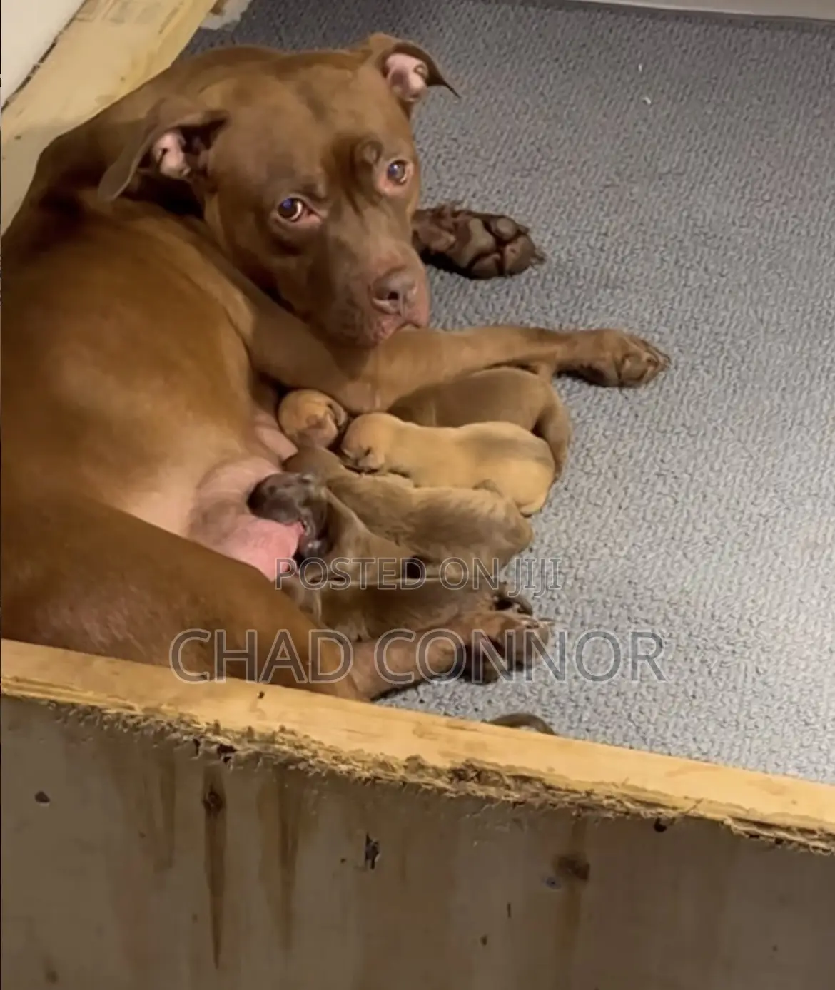 1-3 months Male Purebred American Pit Bull Terrier