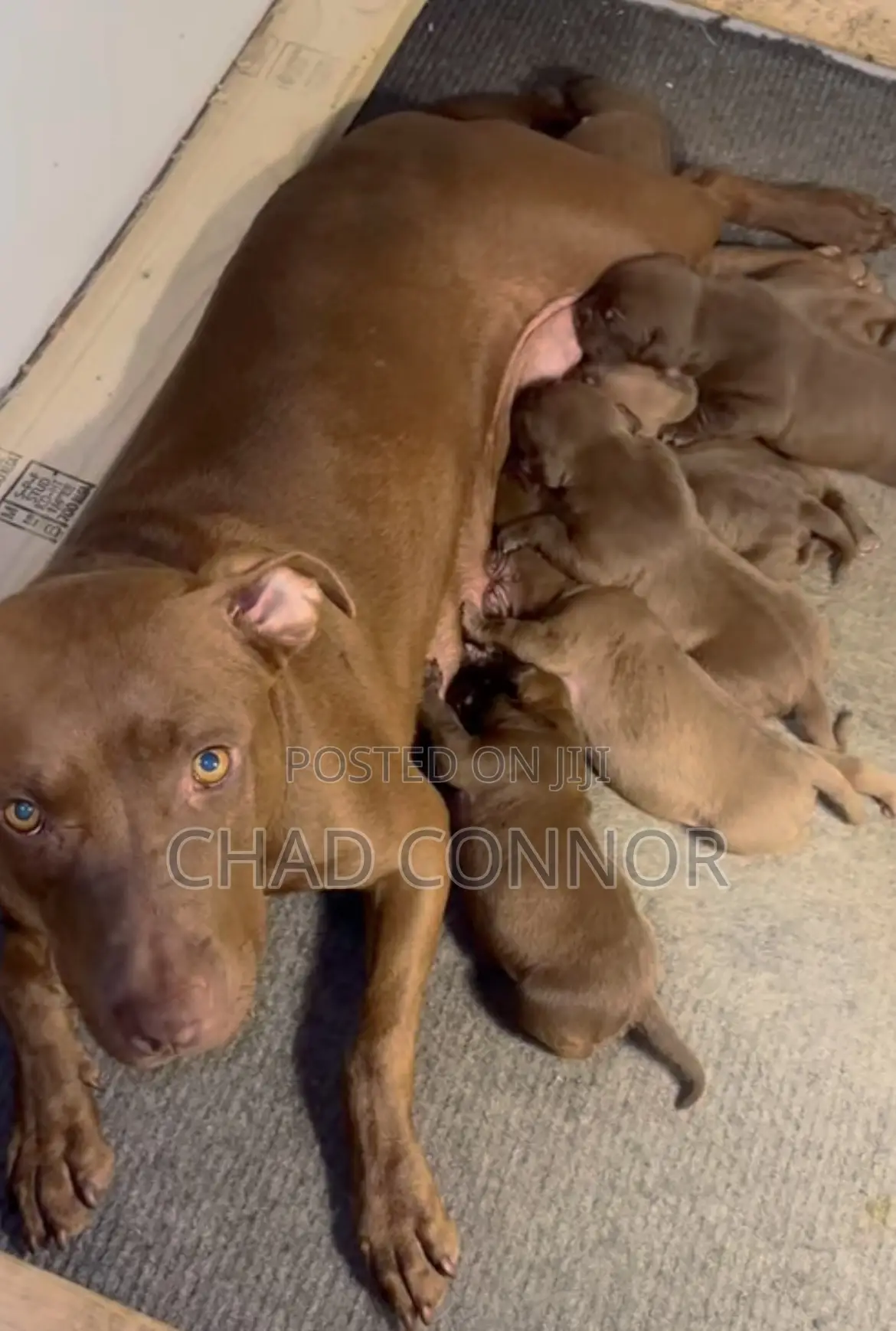 1-3 months Male Purebred American Pit Bull Terrier