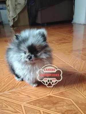 1-3 months Female Purebred Pomeranian