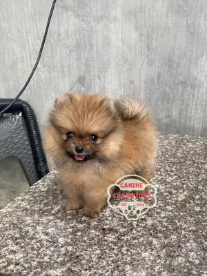 1-3 months Female Purebred Pomeranian
