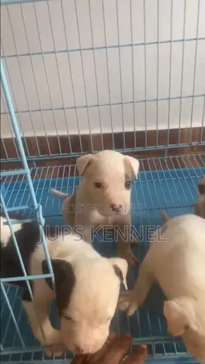 1-3 months Female Purebred American Pit Bull Terrier
