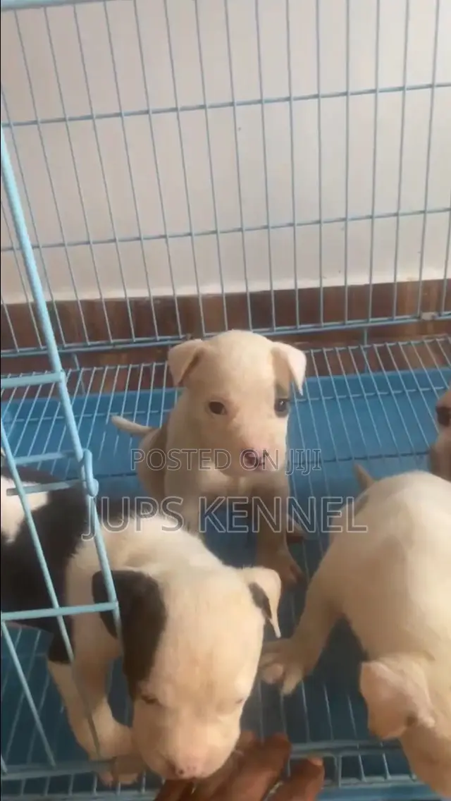 1-3 months Female Purebred American Pit Bull Terrier