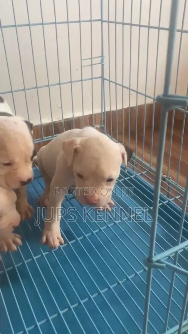 1-3 months Female Purebred American Pit Bull Terrier