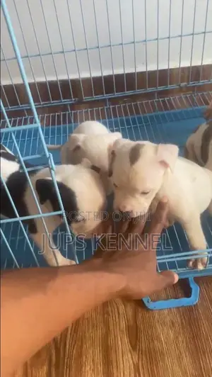 1-3 months Female Purebred American Pit Bull Terrier