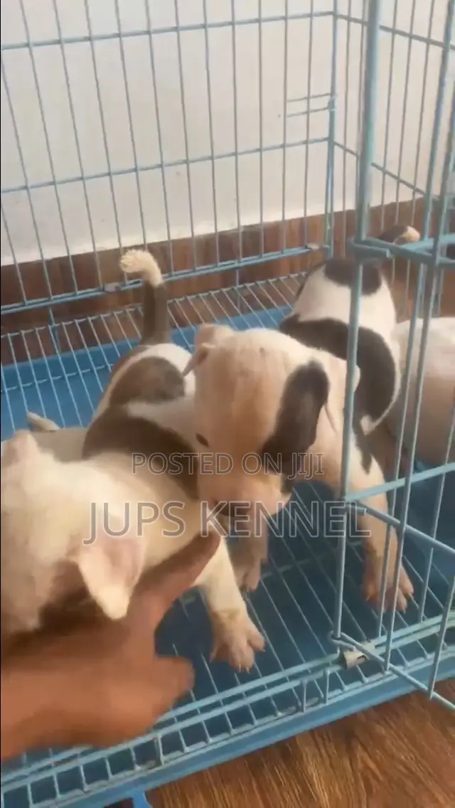 1-3 months Female Purebred American Pit Bull Terrier