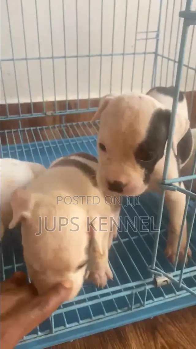 1-3 months Female Purebred American Pit Bull Terrier
