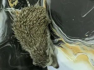 Hedgehog  for Sale