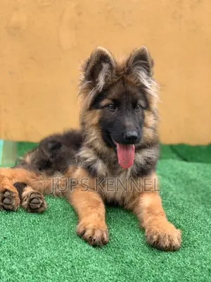 1-3 months Male Purebred German Shepherd