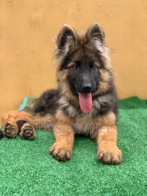 1-3 months Male Purebred German Shepherd