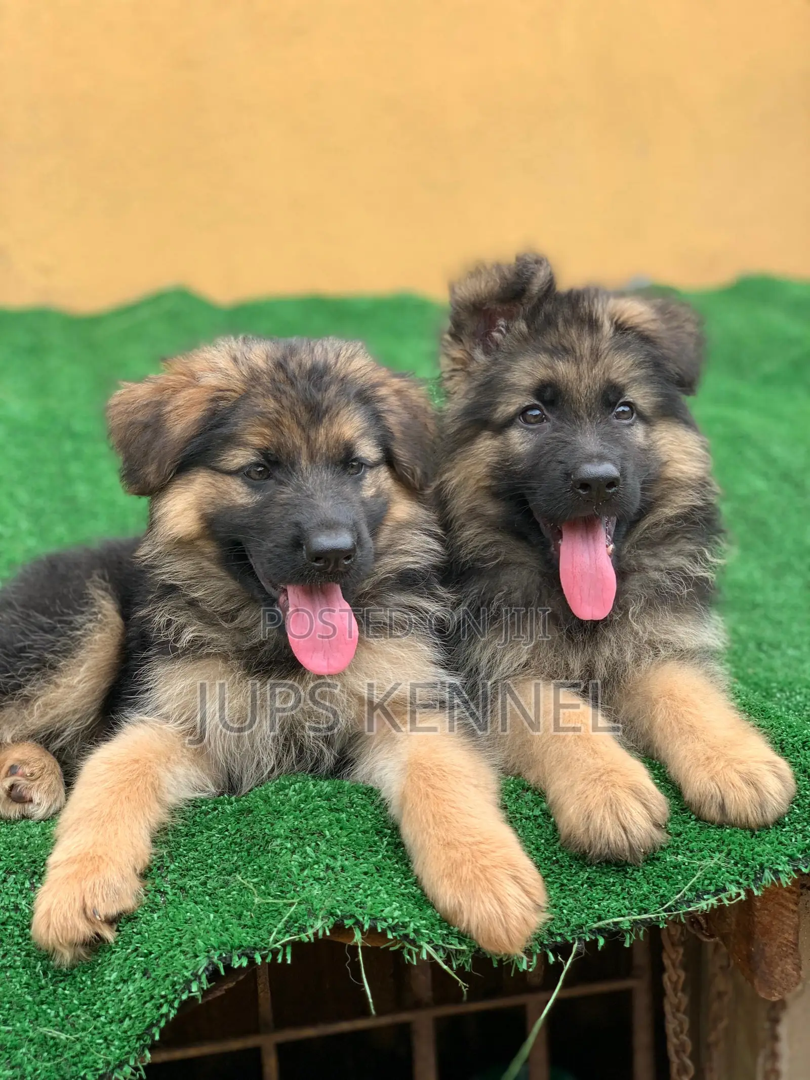 1-3 months Female Purebred German Shepherd