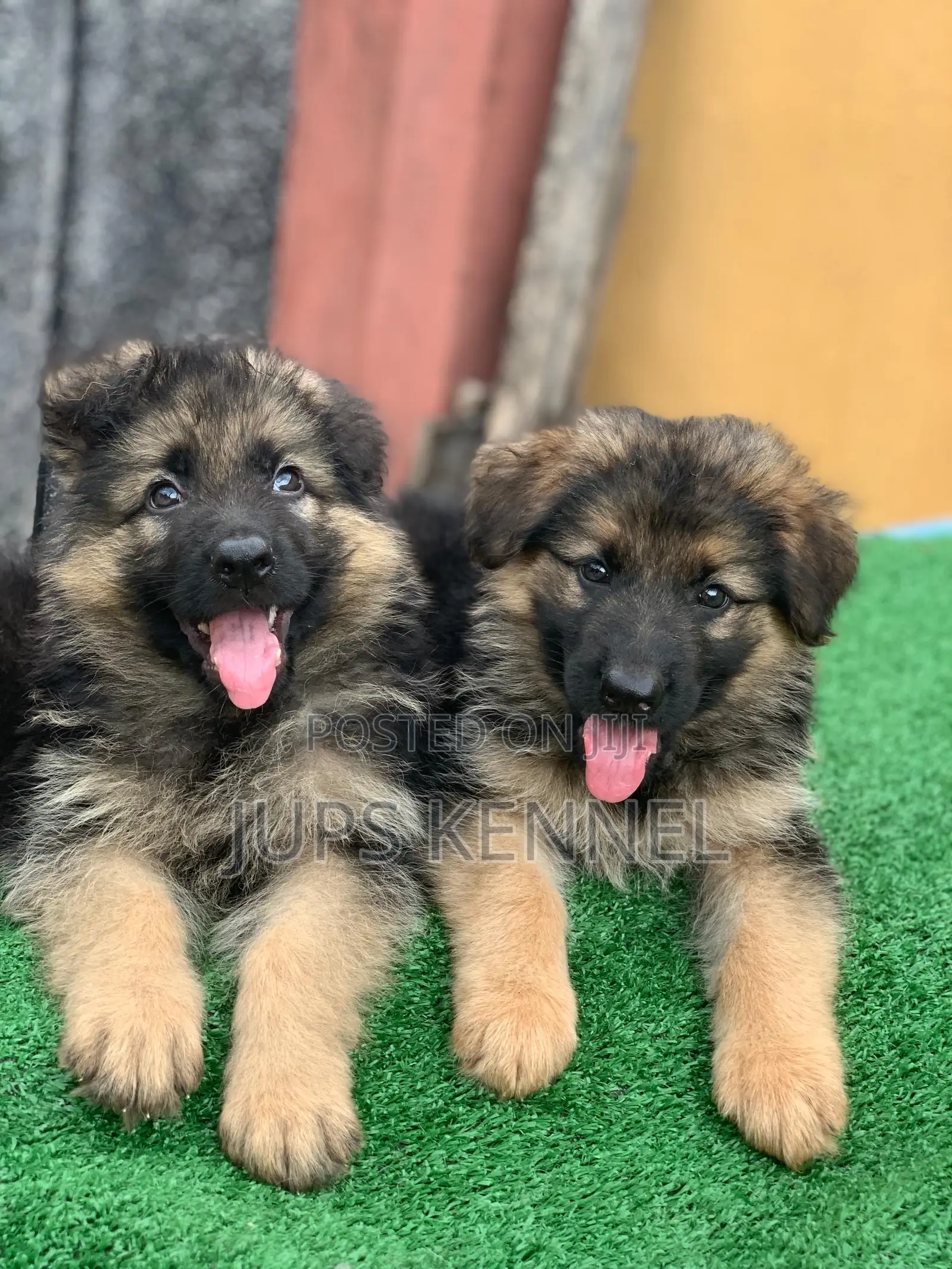 1-3 months Female Purebred German Shepherd