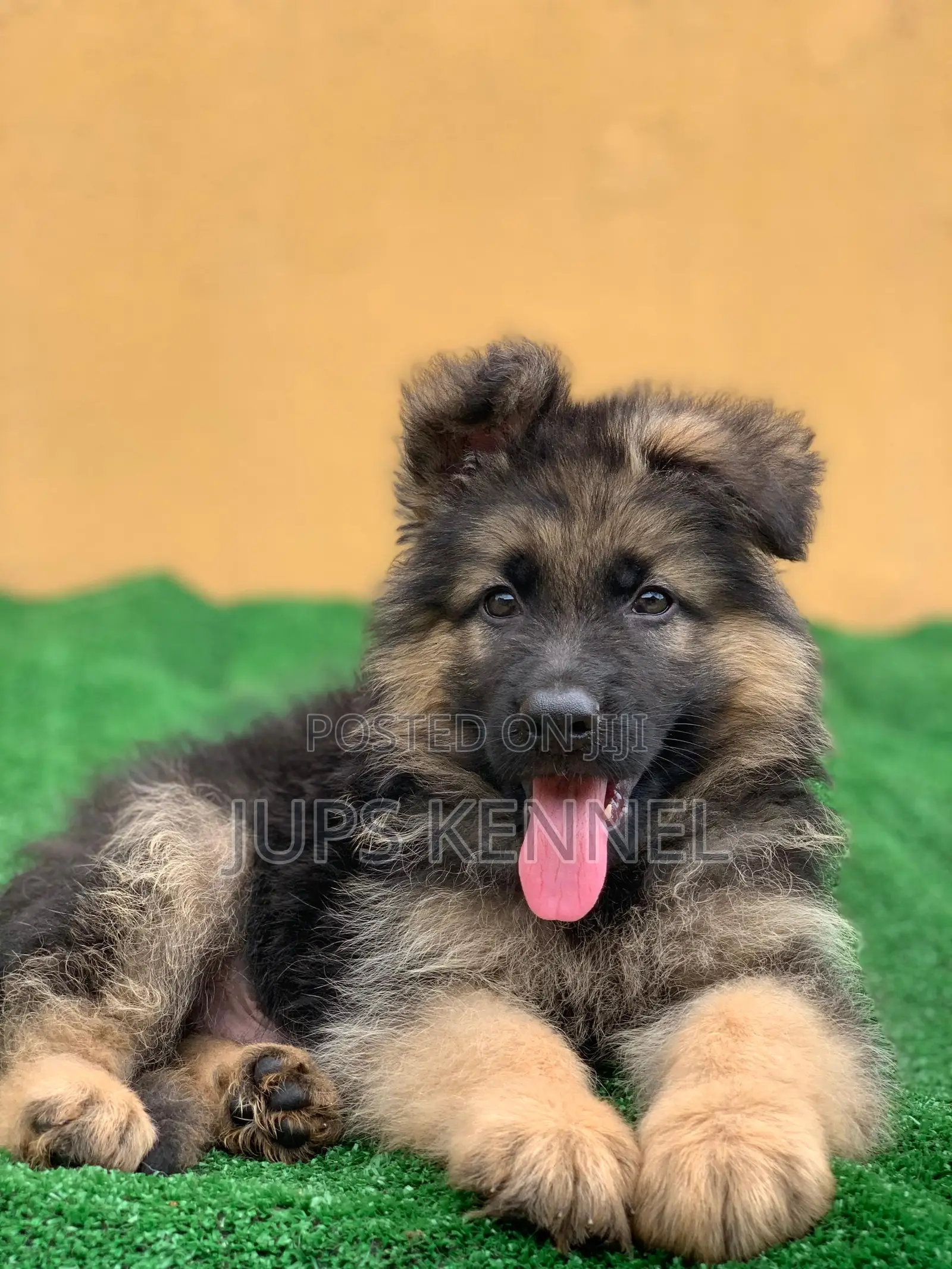 1-3 months Female Purebred German Shepherd