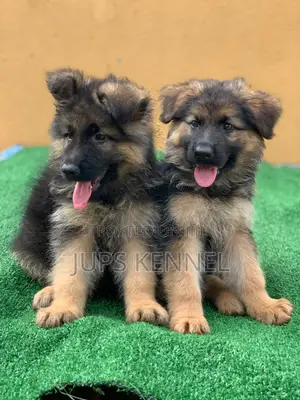 1-3 months Female Purebred German Shepherd