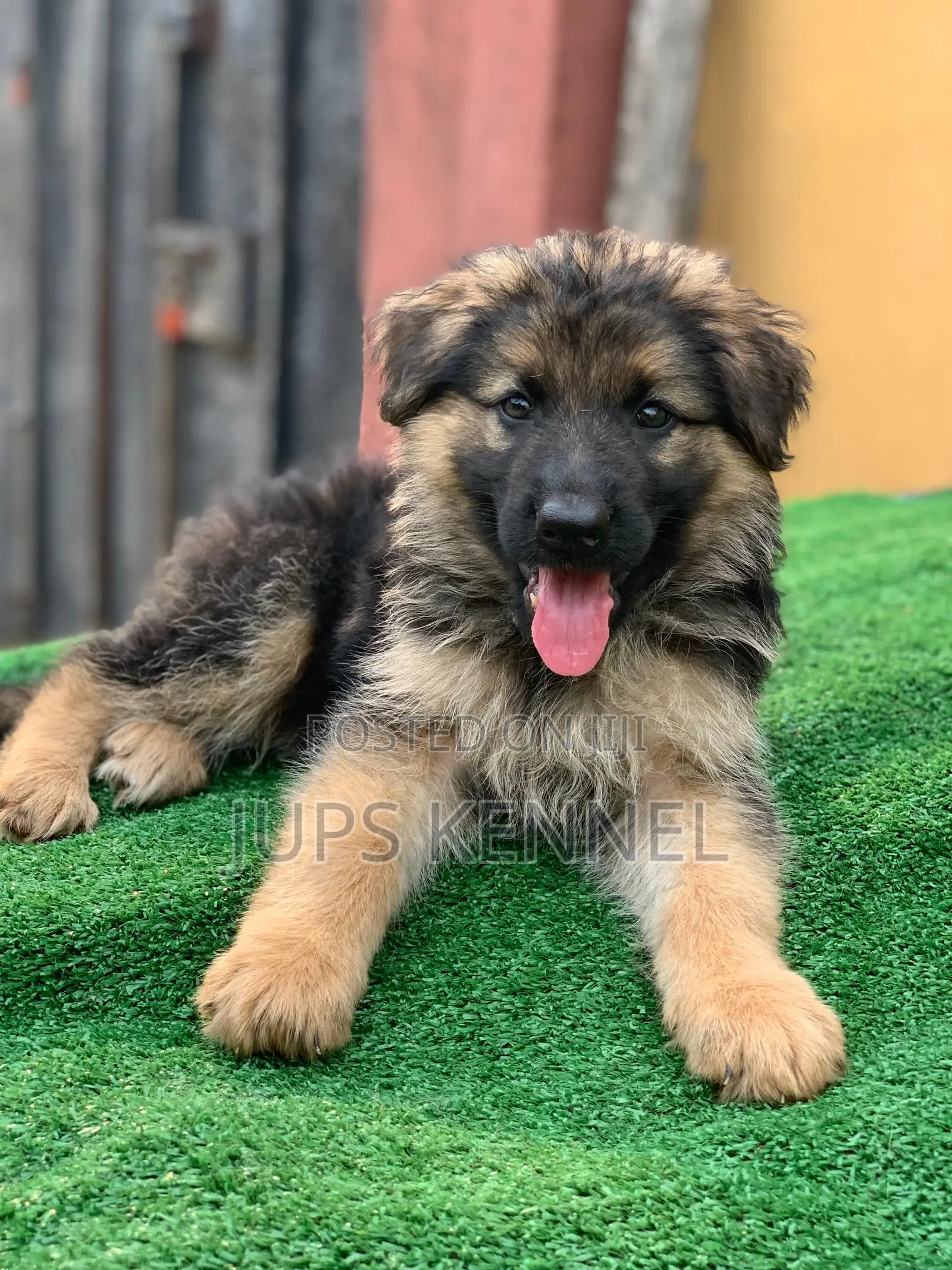 1-3 months Female Purebred German Shepherd