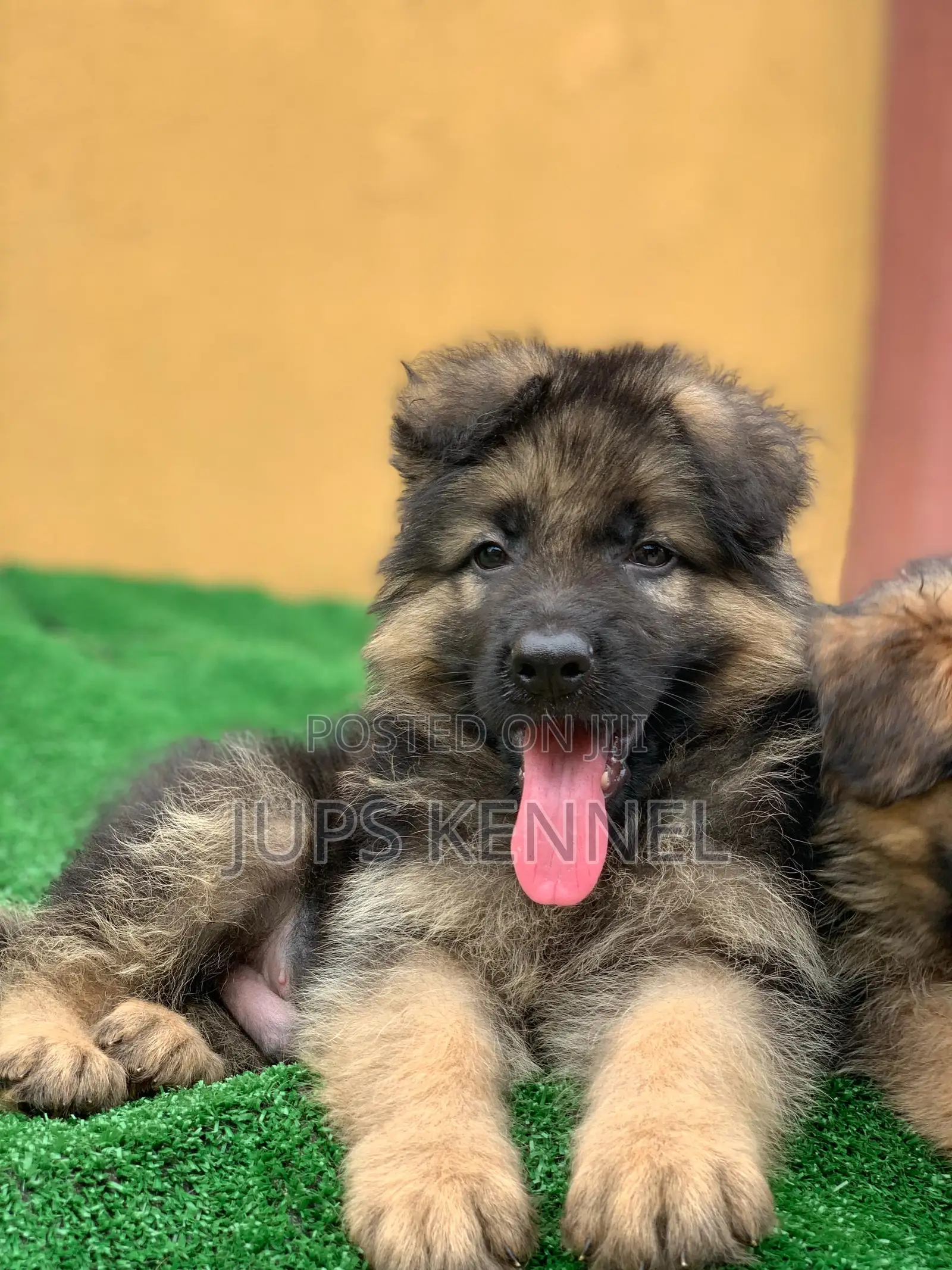 1-3 months Female Purebred German Shepherd