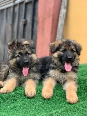 1-3 months Female Purebred German Shepherd