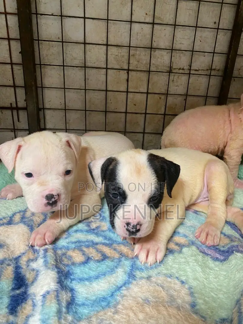 1-3 months Female Purebred American Pit Bull Terrier
