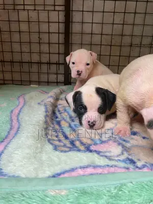 1-3 months Female Purebred American Pit Bull Terrier