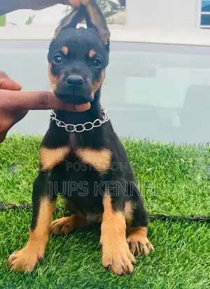 1-3 months Male Purebred Doberman Pinscher