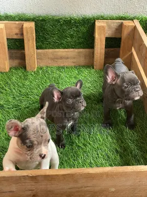 1-3 months Female Purebred French Bulldog