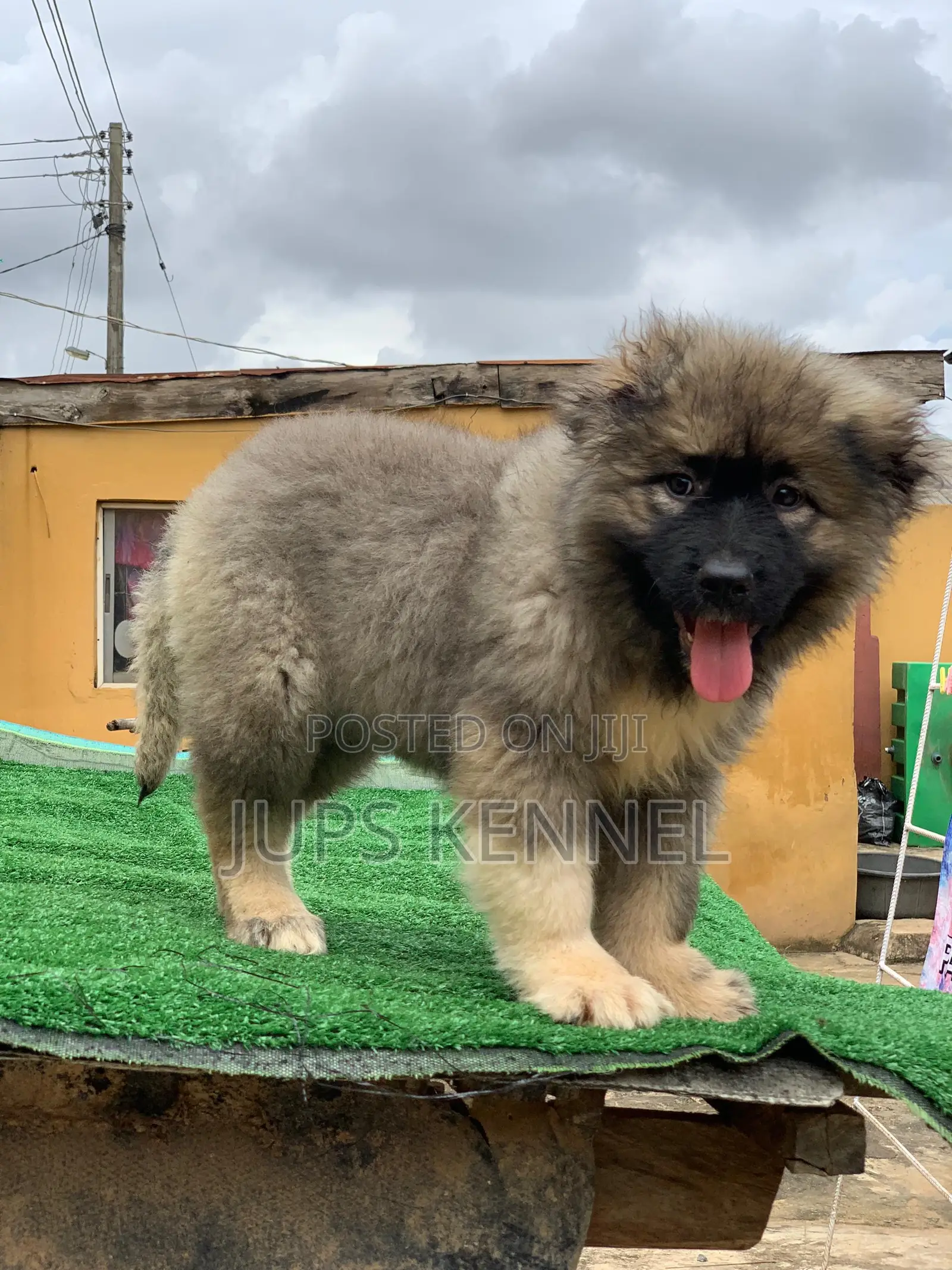 1-3 months Female Purebred Caucasian Shepherd