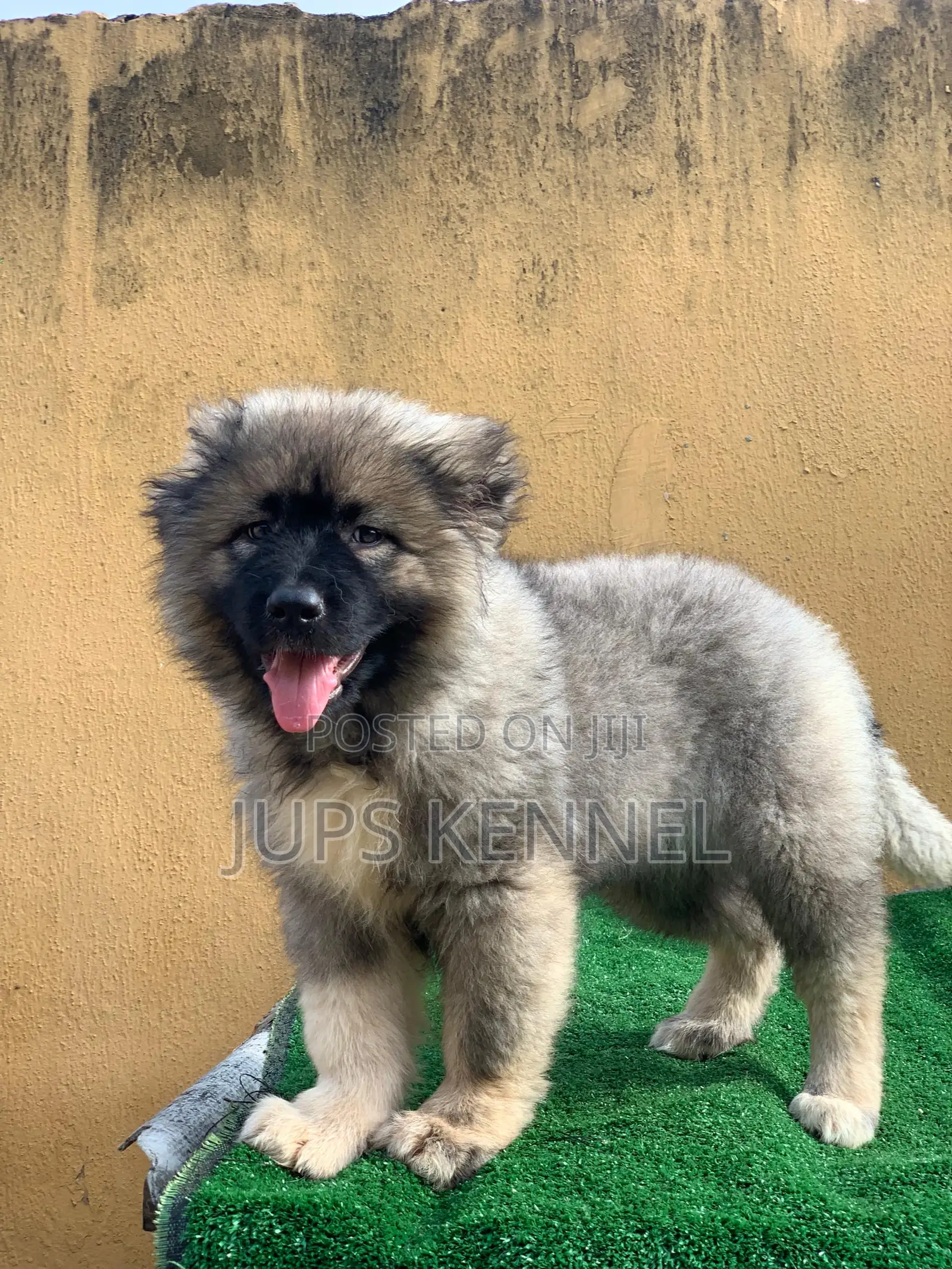 1-3 months Female Purebred Caucasian Shepherd