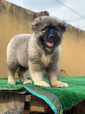 1-3 months Female Purebred Caucasian Shepherd