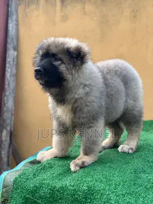 1-3 months Female Purebred Caucasian Shepherd