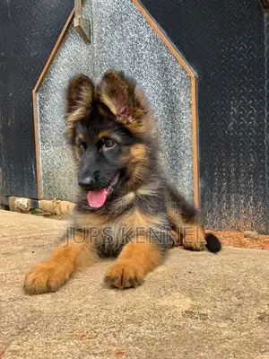 1-3 months Male Purebred German Shepherd