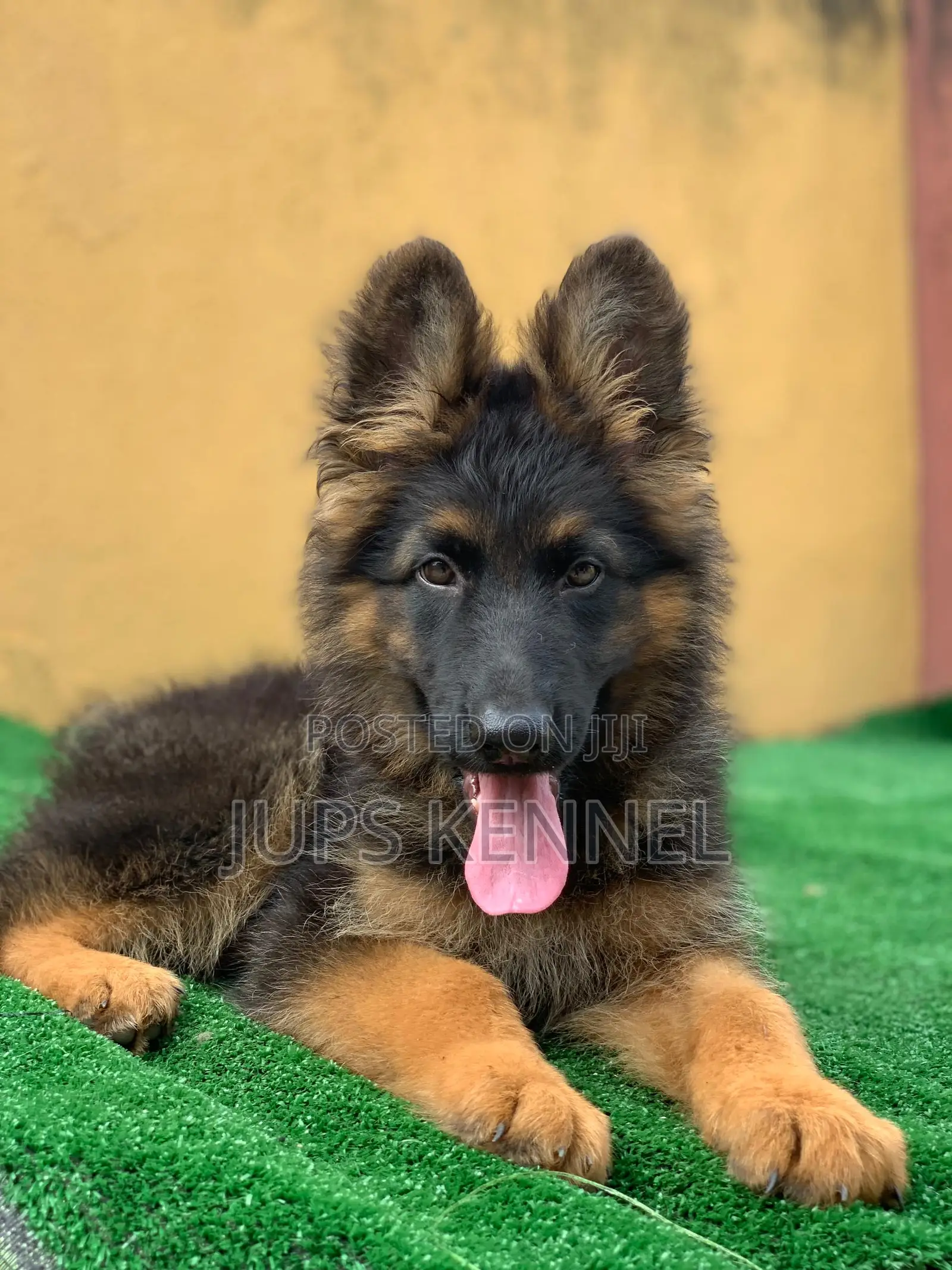 1-3 months Male Purebred German Shepherd