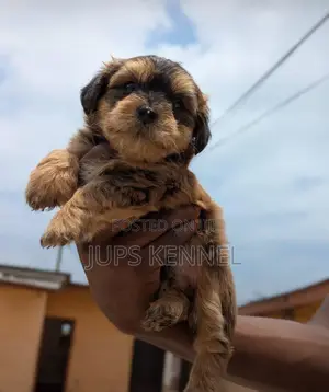 1-3 months Male Purebred Poodle