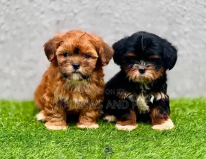 1-3 months Female Purebred Lhasa Apso
