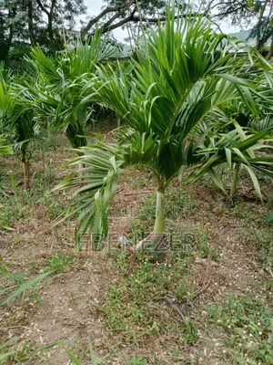 Vietchia Palm or Short Royal Palm