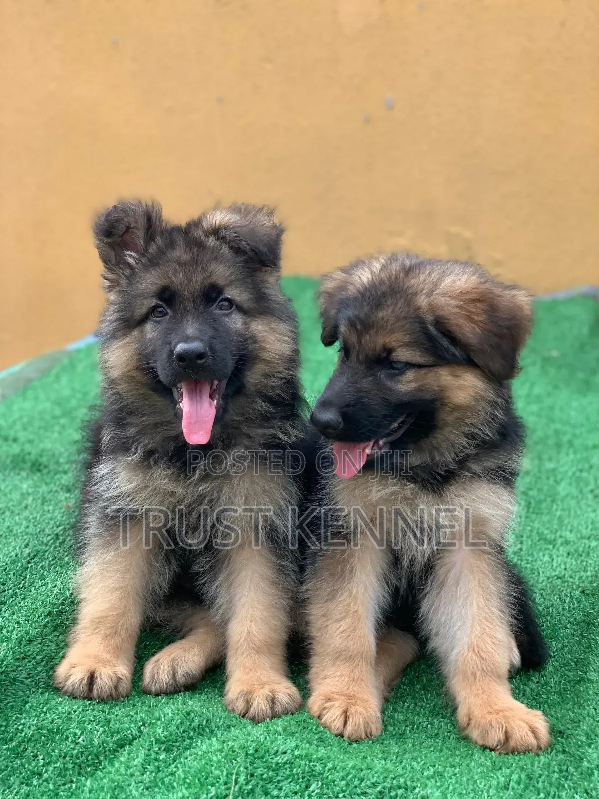 1-3 months Male Purebred German Shepherd