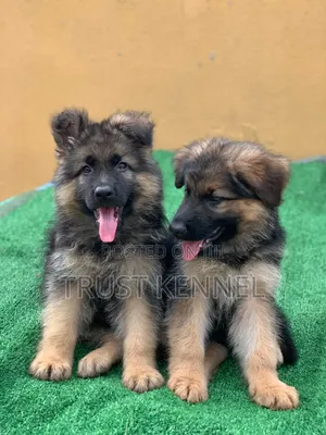 1-3 months Male Purebred German Shepherd