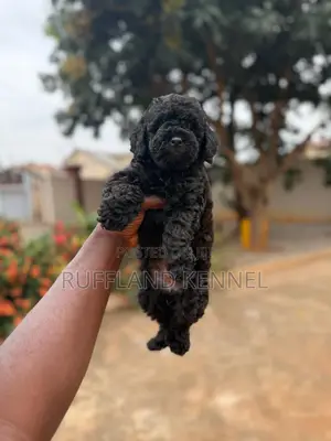 1-3 months Female Purebred Poodle