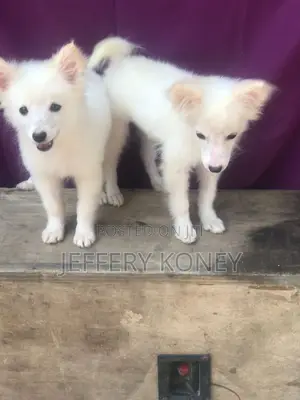 1-3 months Female Purebred American Eskimo