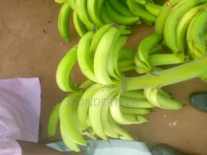 Egg and Meat,Cassava and Maize Farm Produce Large Quantities